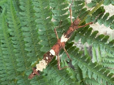 Strašilky Lamponius guerini,Eurycantha sp.