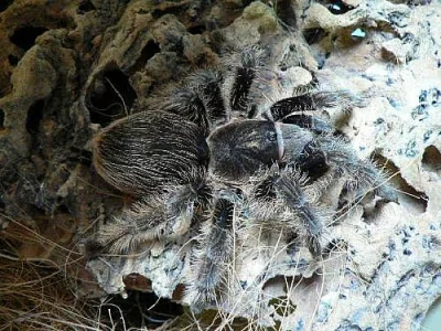 Sklípkany Br.albopilosum,N.coloratovillosum