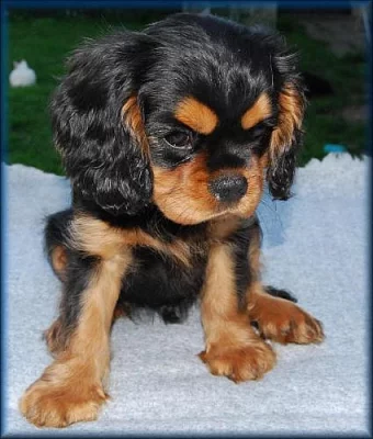 Stenatka Cavalierr King Charles Spaniel