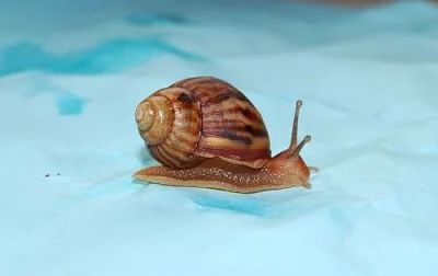 Achatina immaculata