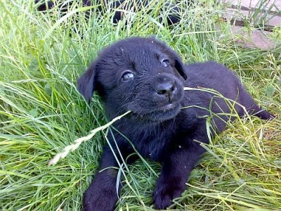 ...labradorský retriever...