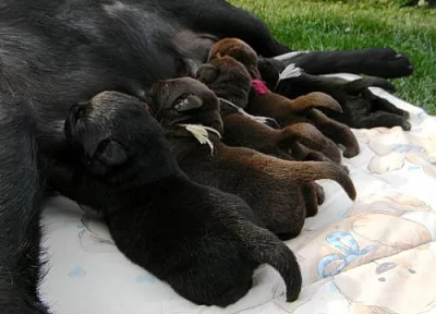 tmavě čokoládová štěňata labradorského retrievera