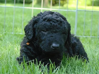 Curly coated retriever