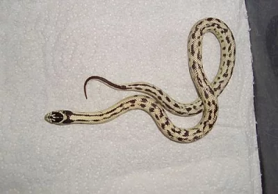 KORÁLOVKA kalifornská - lampropeltis g.californiae