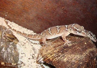 gekon HEMIDACTYLUS TRIEDRUS