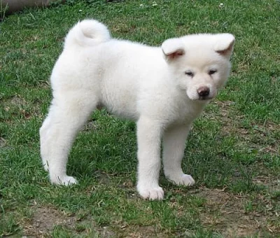 Akita inu 