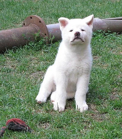 Akita inu 