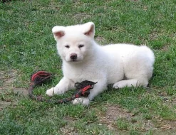 Akita inu 