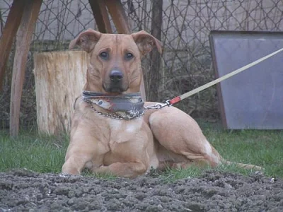 daruji 4letou fenku ridgeback