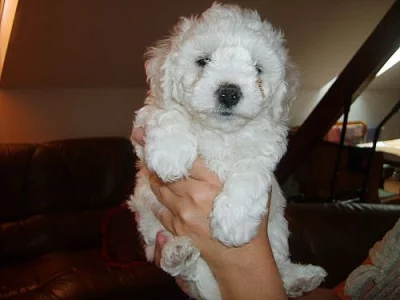 štěňátka - Bichon a poil Frisé ( Bišonek)