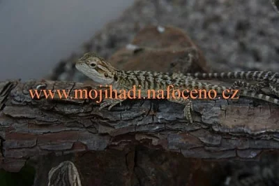 Pogona vittceps (agamanvousatá)