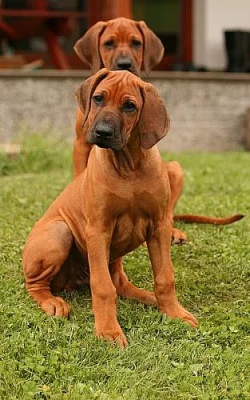 Rhodéský ridgeback-štěňata