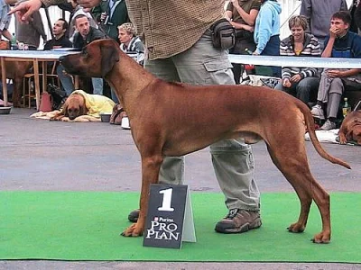 Rhodéský ridgeback