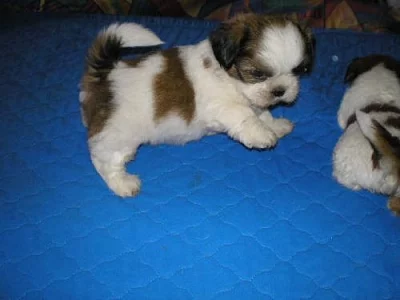 SHIH-TZU  ( ŠICU)