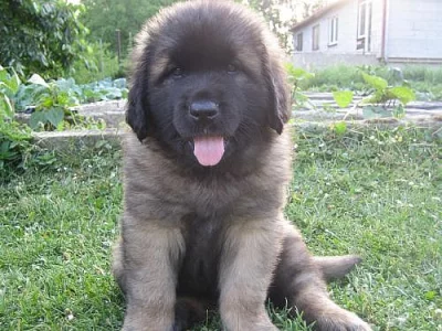 LEONBERGER