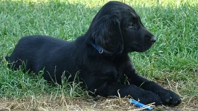 Flat coated retriever   ihned k odběru