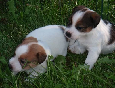 Jack Russell terrier s PP - pouze pejsci