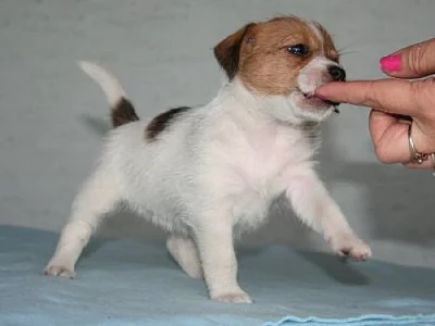 Jack russell terier