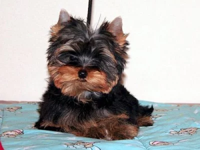 Yorkshire terrier - malinký pejsek