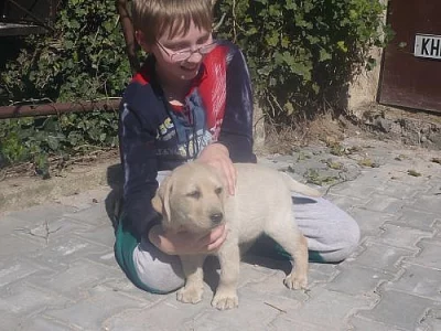 labradorský retriever