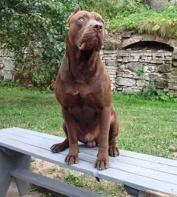 pitbull red nose