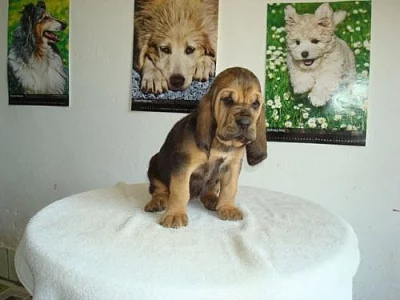 Bloodhound