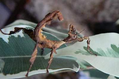 Strašilka australská - Extatosoma tiaratum