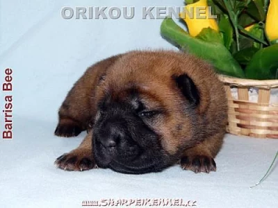 štěňata SHAR-PEI