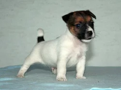 Jack russell terier