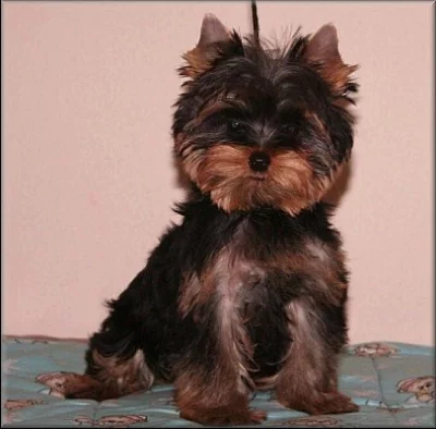 Yorkshire terrier - pejsek