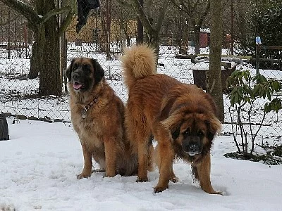 Leonberger štěňata