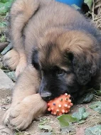 Leonberger štěňata