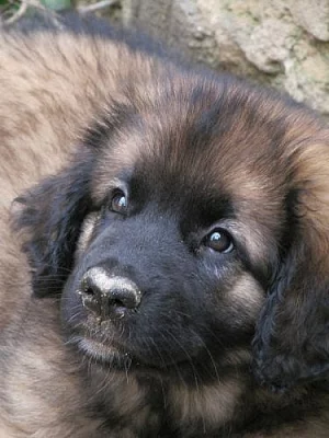 Leonberger štěňata