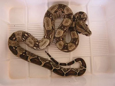 Boa constrictor imperátor