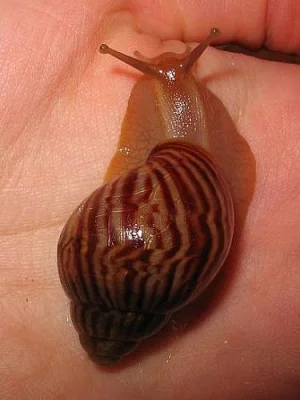 Achatina iredalei a immaculata