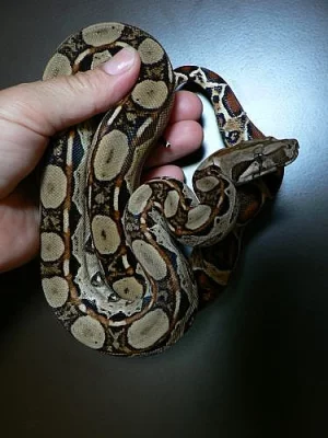 Boa constrictor imperator