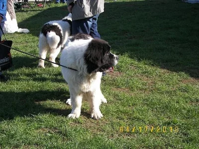 LANDSEER