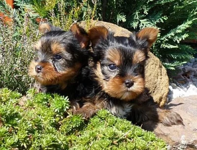 YORKSHIRE TERRIER-  JORKŠÍR