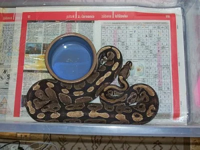 Morelia spilota variegata