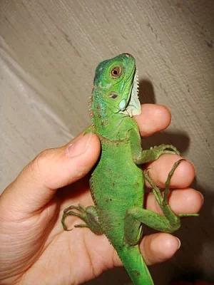 LEGUÁN ZELENÝ - iguana iguana