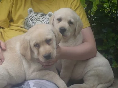 labradorský retriever