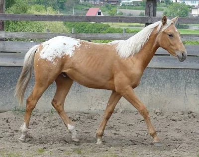 Appaloosa hřebeček