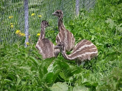 Emu - koupím kuřata