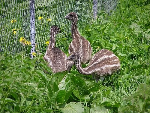 Emu - koupím kuřata