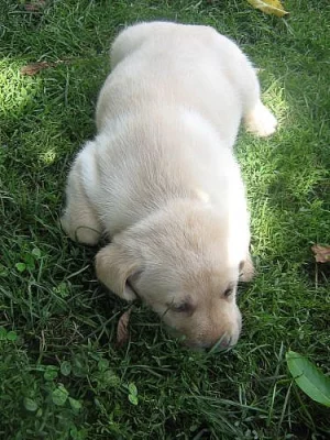 Prodám štěňata labradorského retrívra