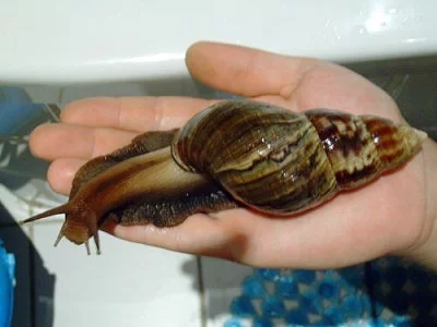 ACHATINA FULICA