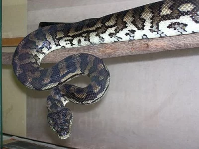 Krajty Morelia spilota variegata