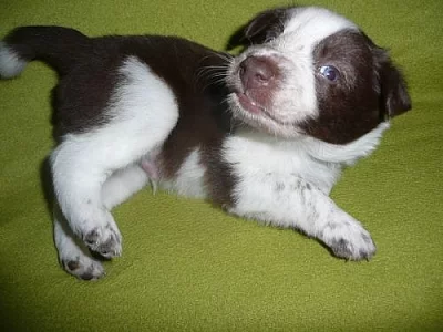 Border collie štěně