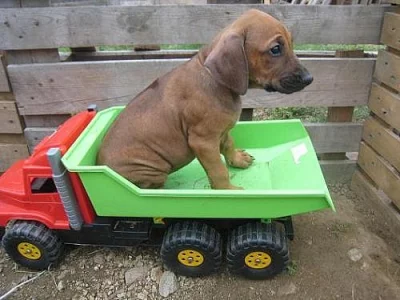 Rhodéský ridgeback štěňátka s PP