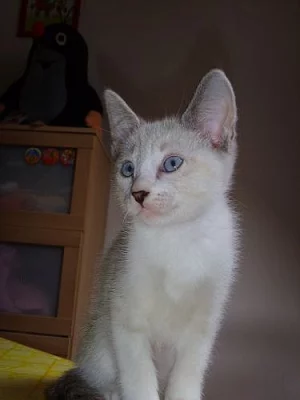 devon Rex and Cornish